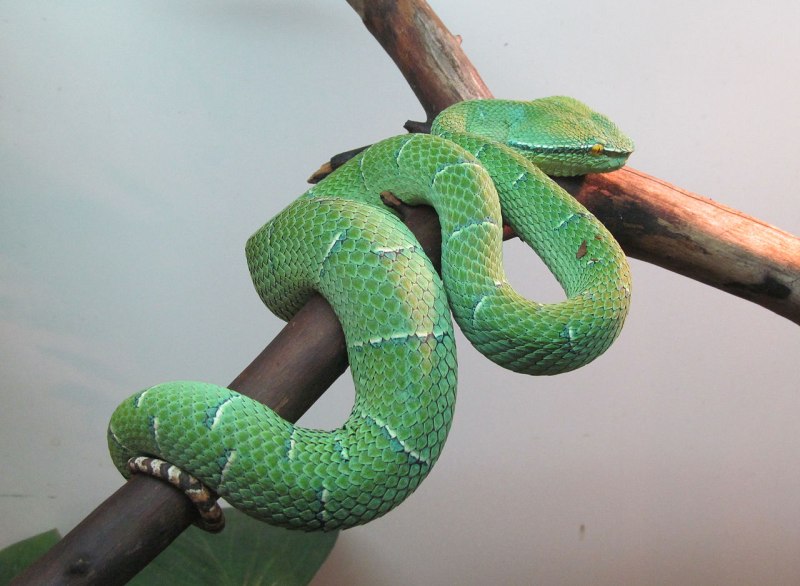 Борнейская куфия Tropidolaemus subannulatus