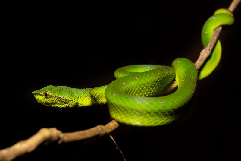 Борнейская куфия Tropidolaemus subannulatus