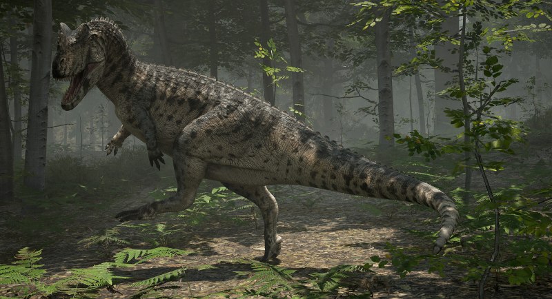 Ceratosaurus Dentisulcatus