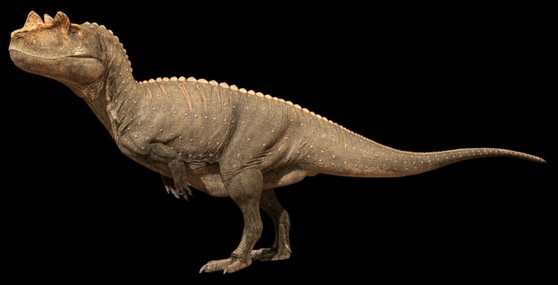 Ceratosaurus nasicornis