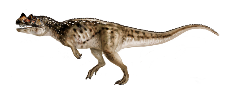Ceratosaurus Dentisulcatus
