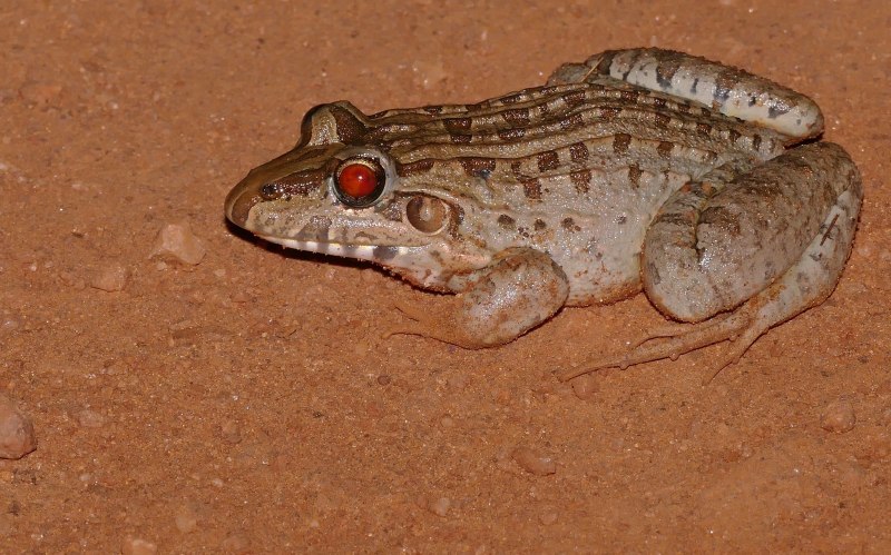 Leptodactylus albilabris
