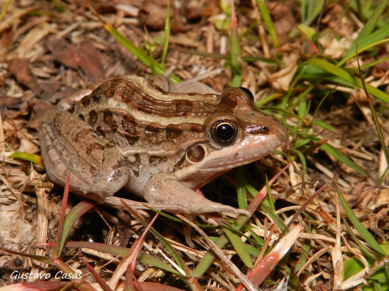 Leptodactylus albilabris