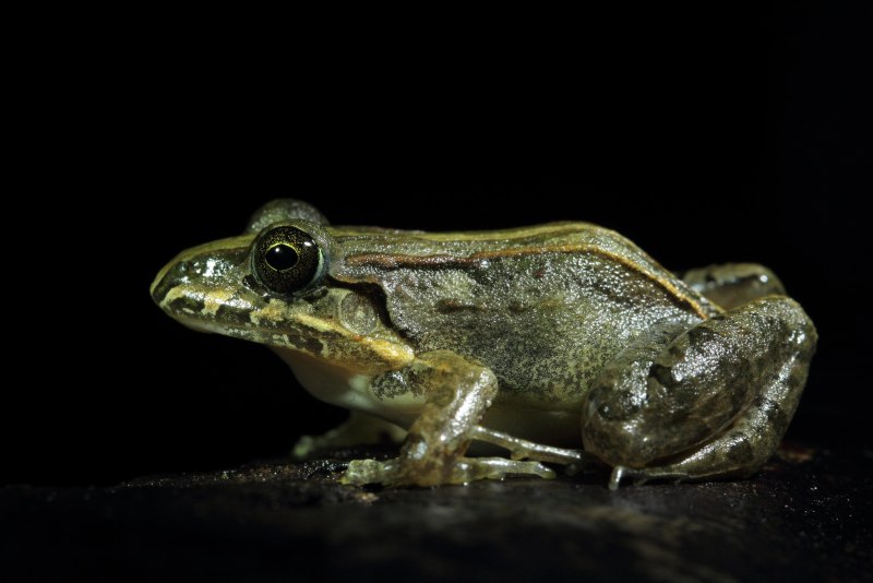 Calyptocephalellidae Шлемоголовый Свистун