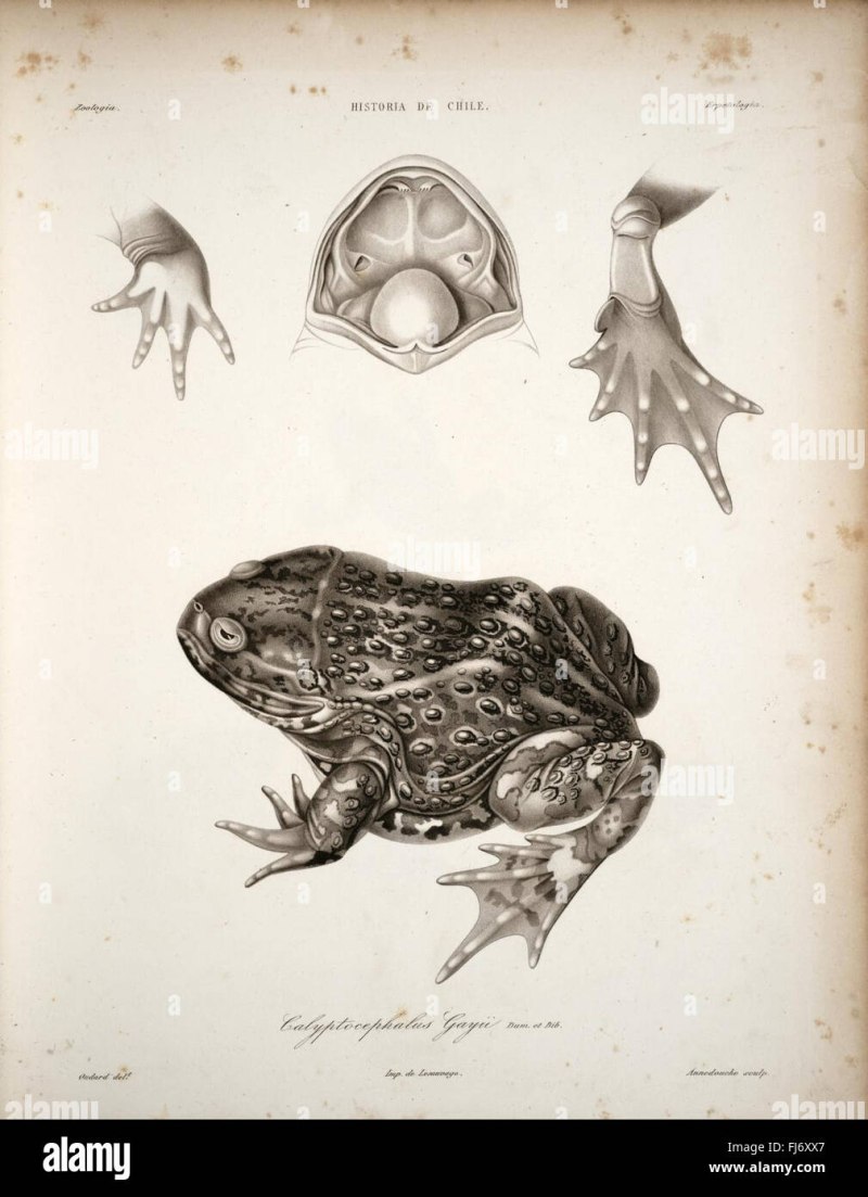 Саlyptocephalus Gayi