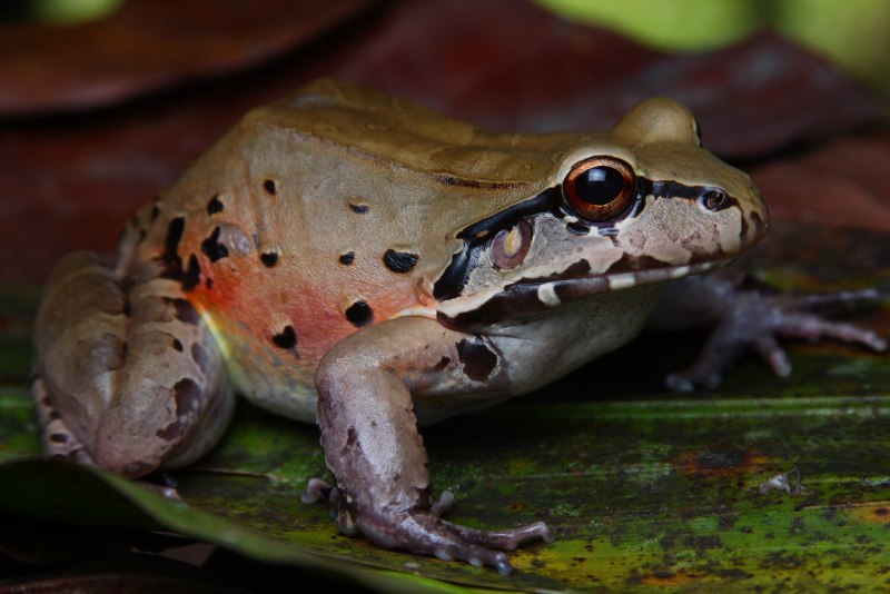 Leptodactylus pentadactylus