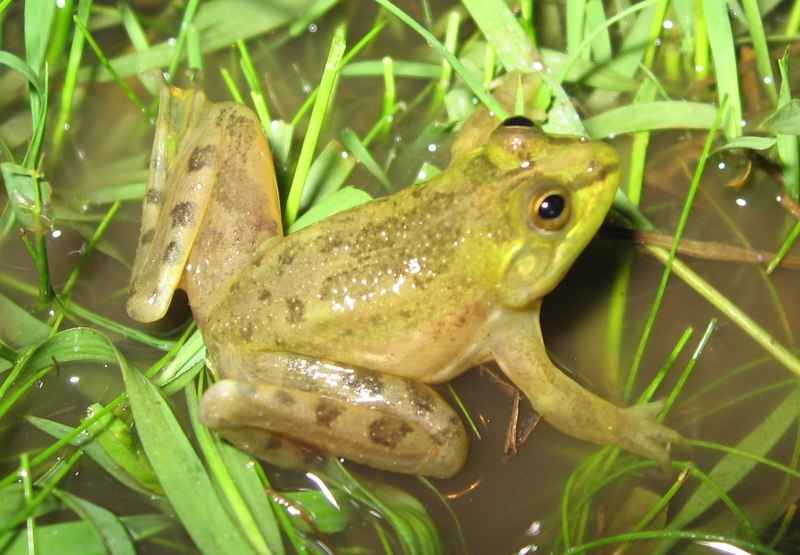Pseudis paradoxa
