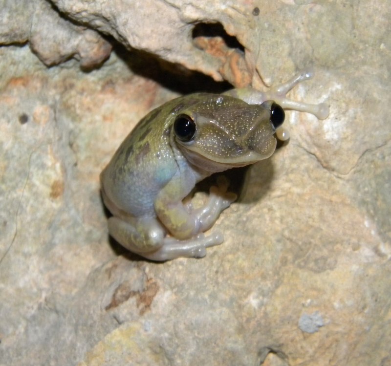 Шлемоголовая лягушка Triprion petasatus