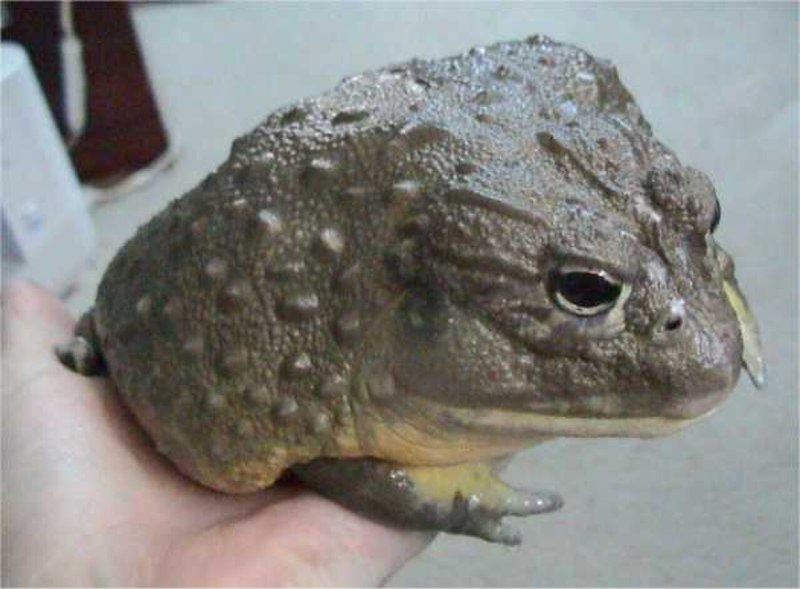 Жаба Слизкая