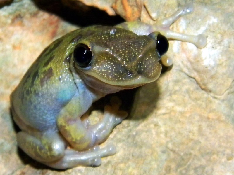 Triprion petasatus