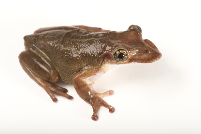 Triprion petasatus