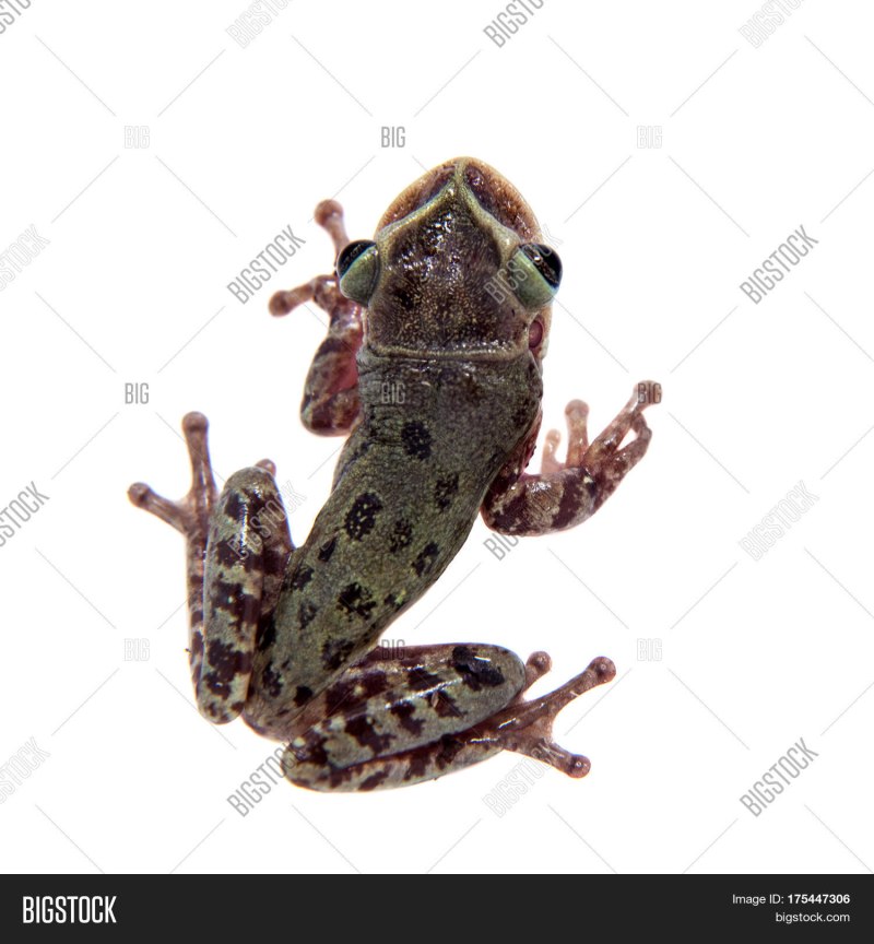 Шлемоголовая лягушка Triprion petasatus
