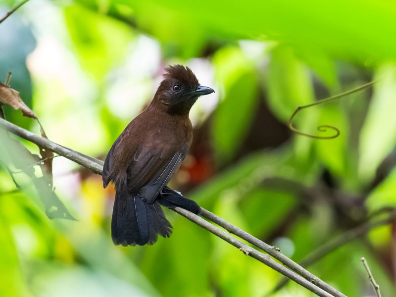 White-masked Antbird
