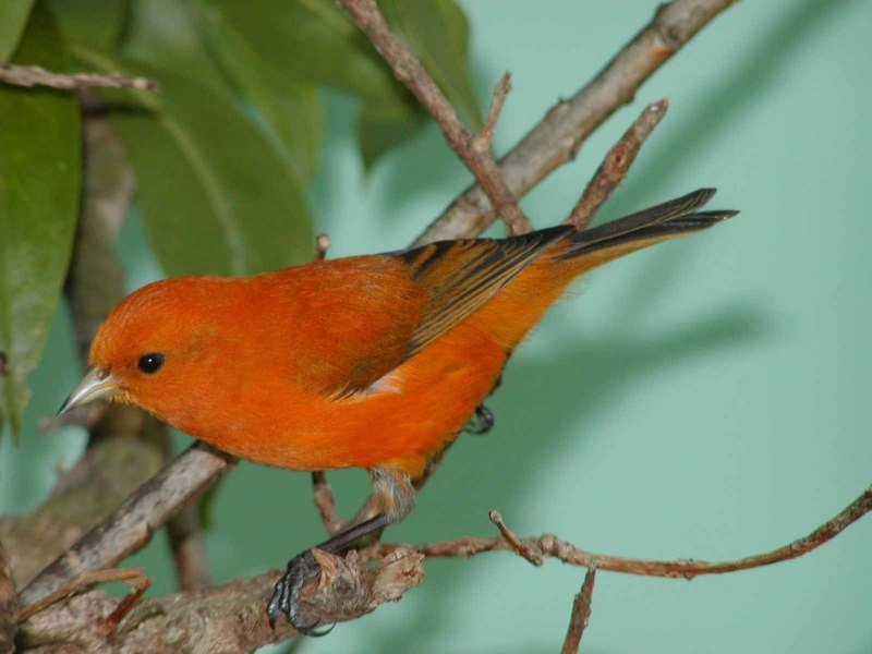 Hawaii Birds