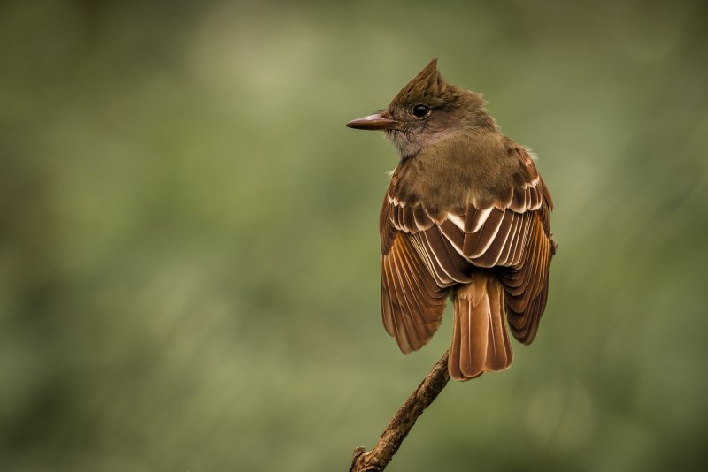 Myiarchus crinitus