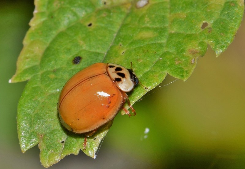 Harmonia axyridis куколка