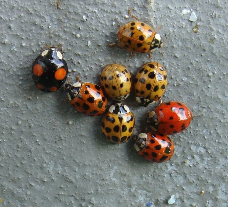 Азиатская Божья коровка (Harmonia axyridis)
