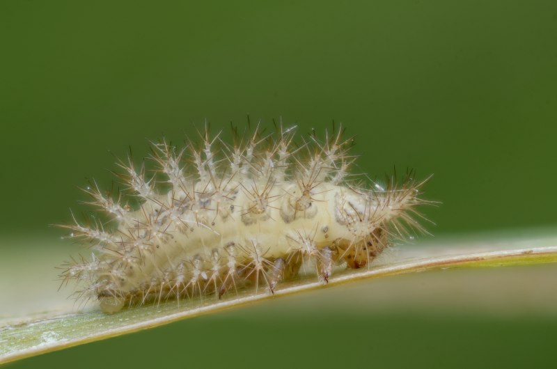 Cynegetis impunctata