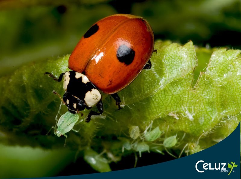 Двенадцатиточечная Божья коровка (Coleomegilla maculata)