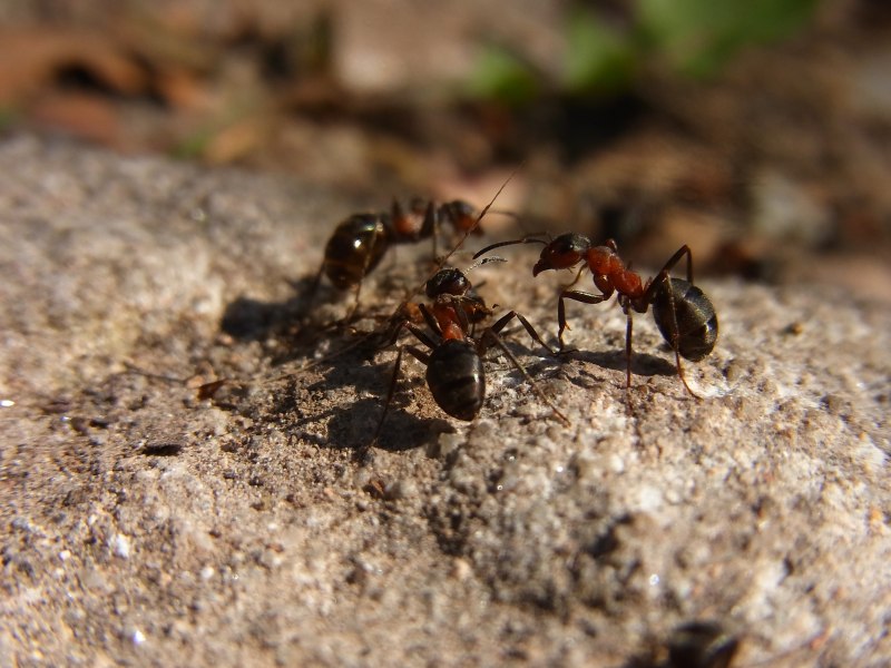 Рыжий Лесной муравей (Formica Rufa)