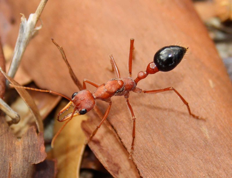Formicoxenus nitidulus