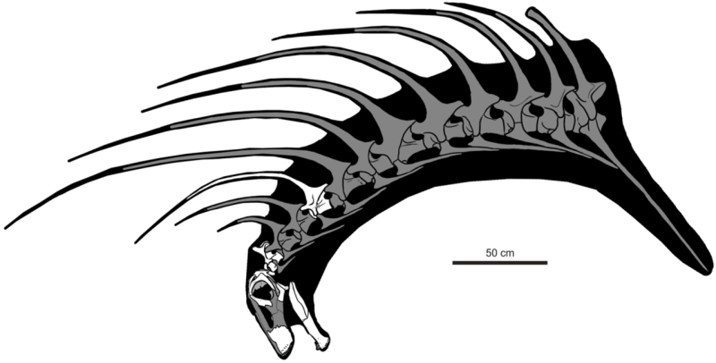 Bajadasaurus pronuspinax