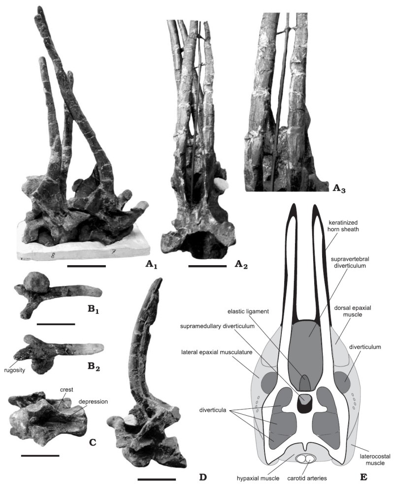 Amargasaurus Size Comparison