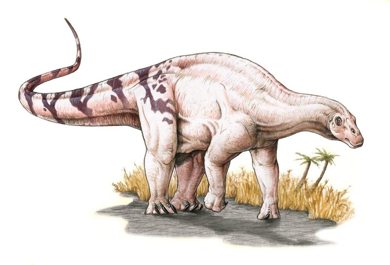 Брахитрахелопан Brachytrachelopan