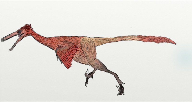 Buitreraptor gonzalezorum