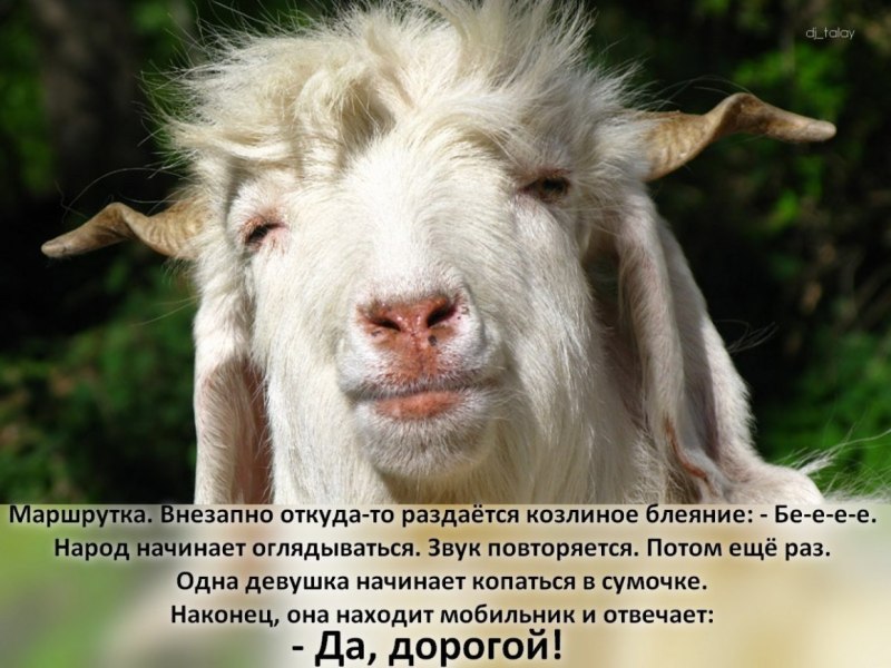 Мужик козёл