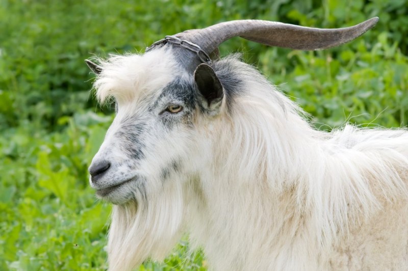Козел Goat