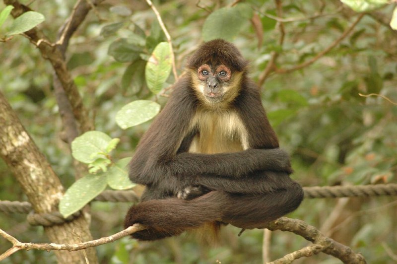 Коата Жоффруа