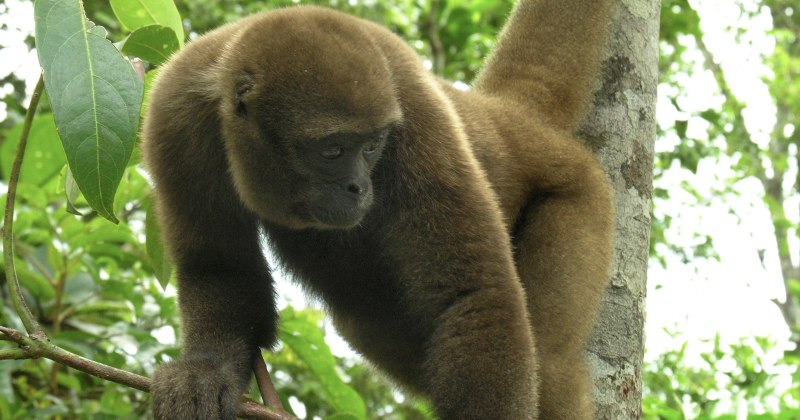 Monkey Cola