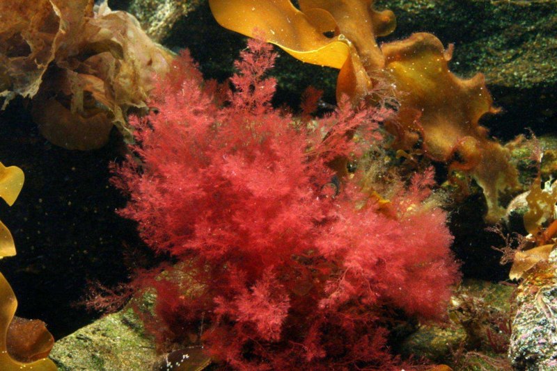 Красные водоросли (Rhodophyta)