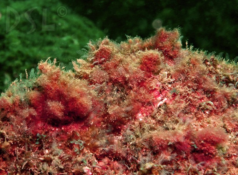 Asparagopsis taxiformis водоросли