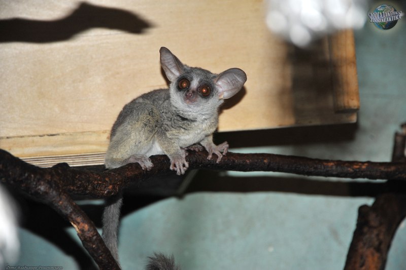 Euoticus elegantulus