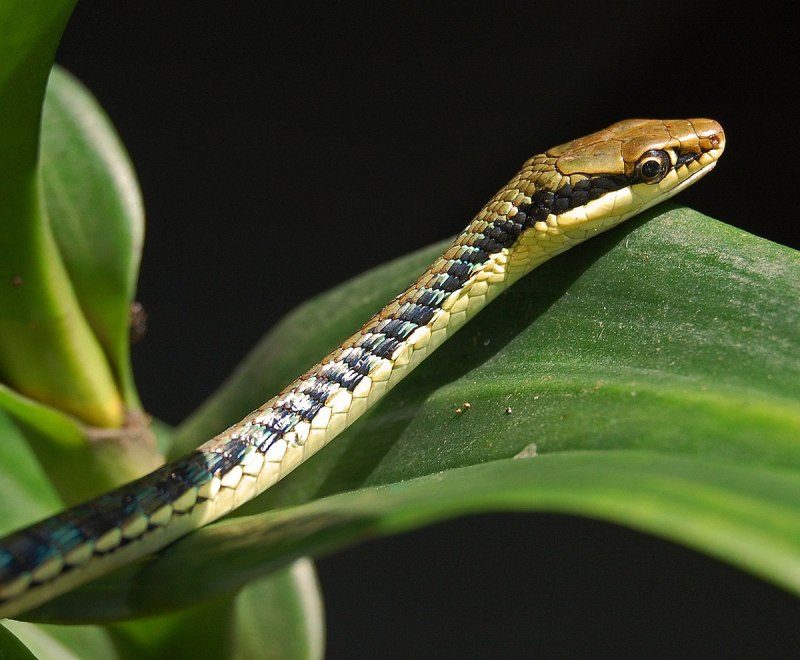 Dendrelaphis luzonensis