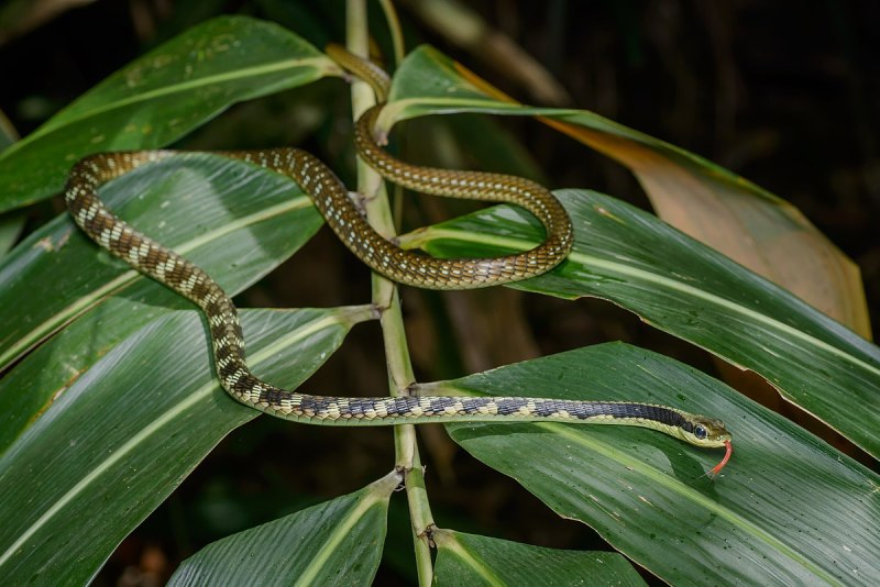 Dendrelaphis bifrenalis