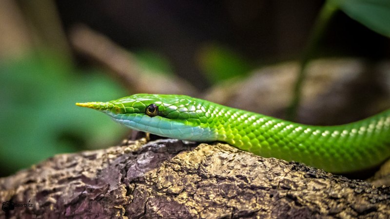 Rhynchophis boulengeri
