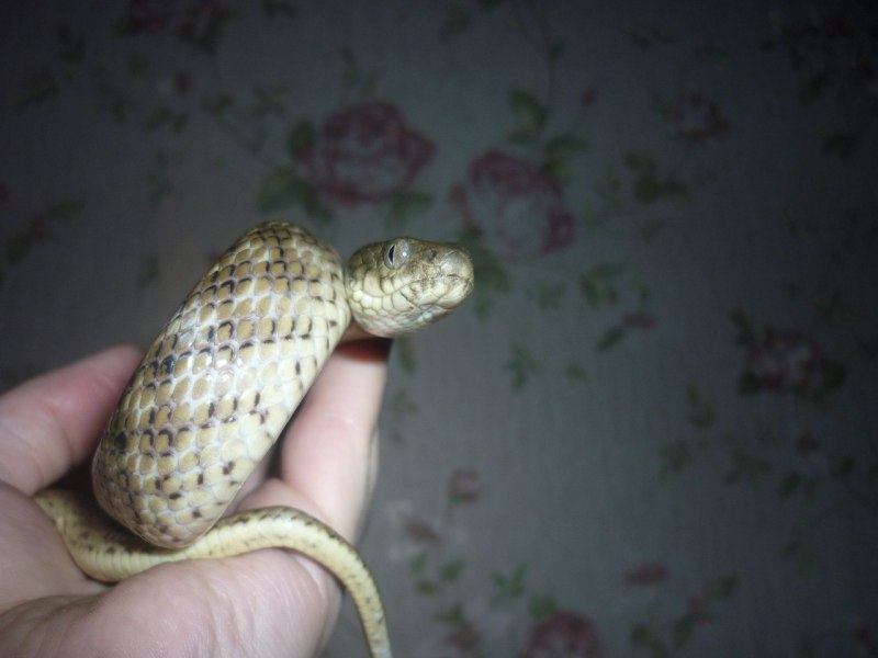 Madagascarophis colubrinus