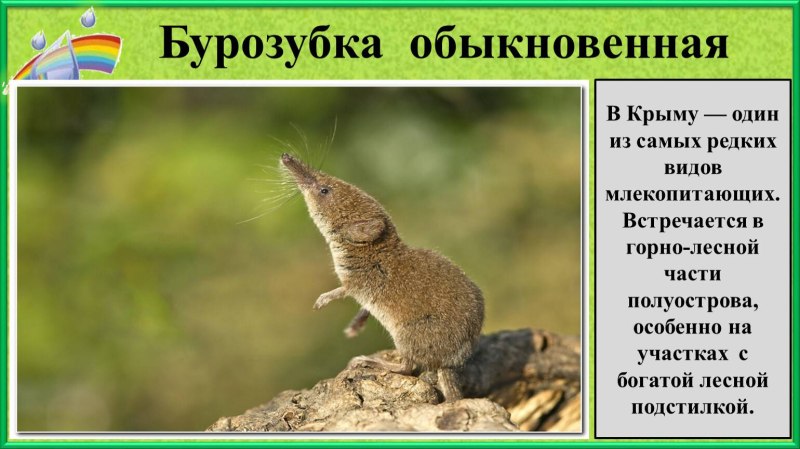 Бурозубка малая Крымская
