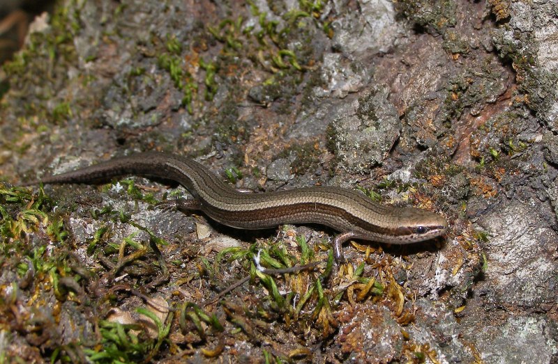 Полосатый гологлаз Ablepharus bivittatus