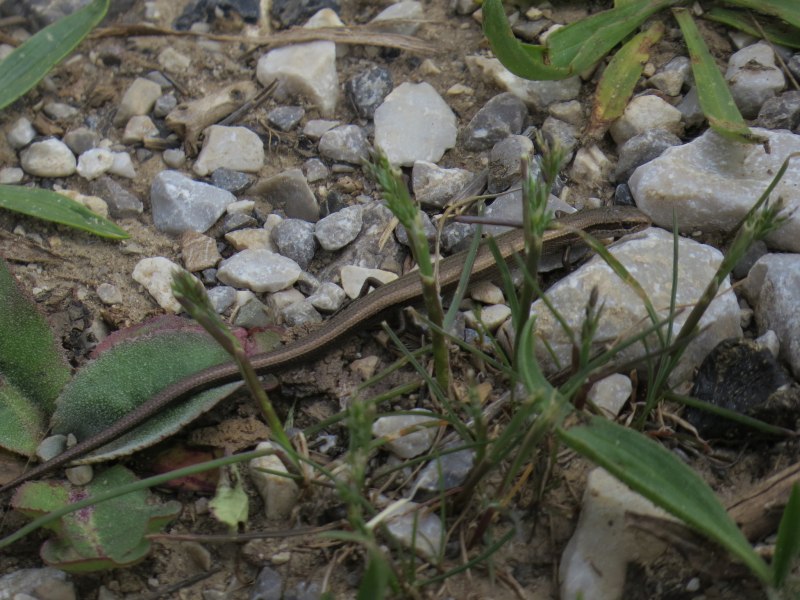 Ablepharus Budaki