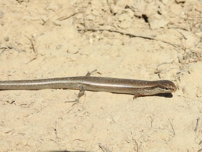 Полосатый гологлаз Ablepharus bivittatus