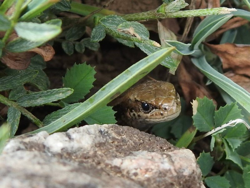 Asymblepharus alaicus