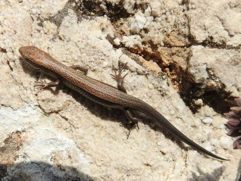 Asymblepharus alaicus