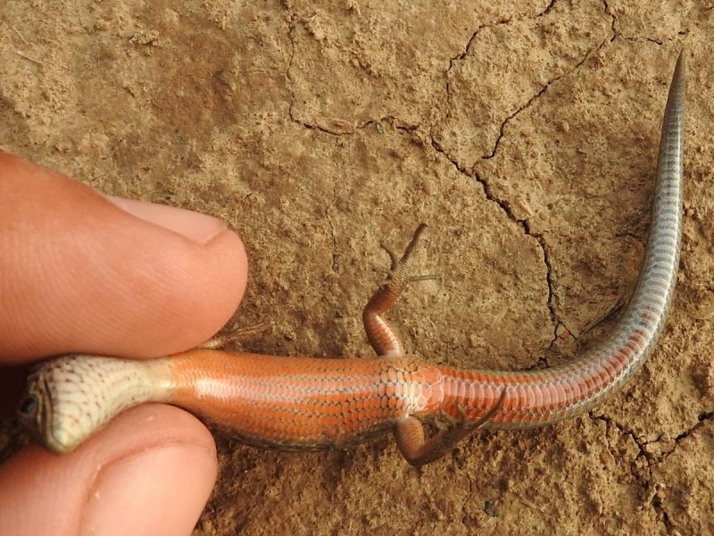 Asymblepharus alaicus