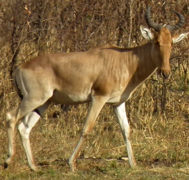 Beatragus Hunteri