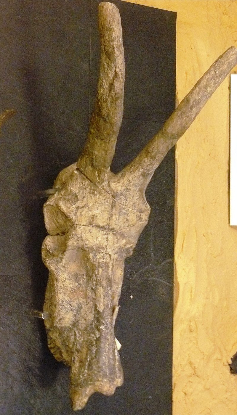 Metridiochoerus