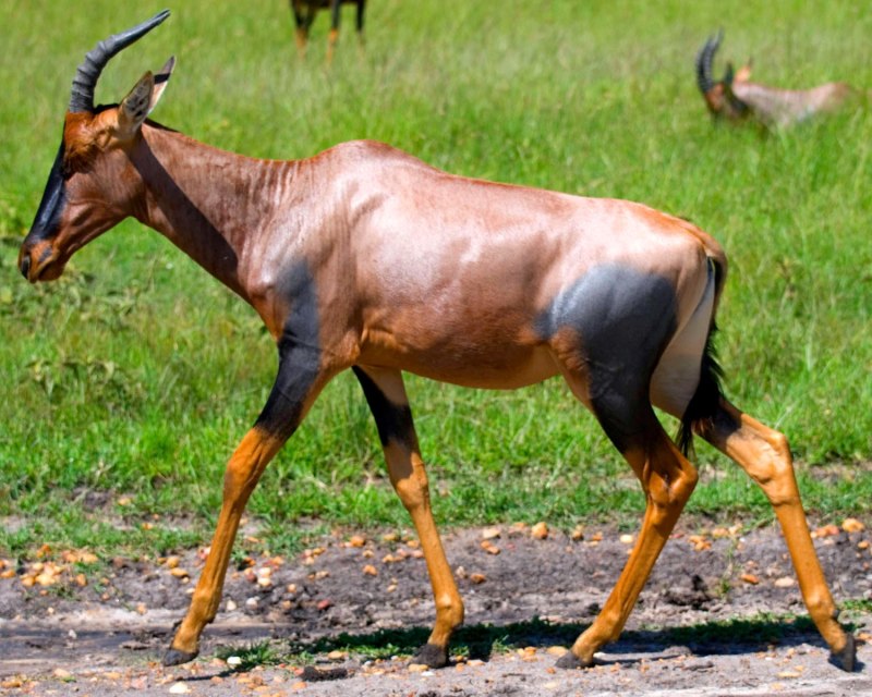 Damaliscus lunatus lunatus